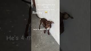 He’s dangerous watch out 🤫 funnydogs animals cute [upl. by Holly]