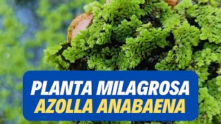 Planta Milagrosa AZOLLA ANABAENA [upl. by Peltier]