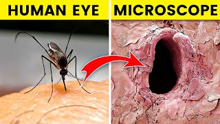 12 Things You Can See Only Under Microscope  Rewirs Facts [upl. by Illyes]