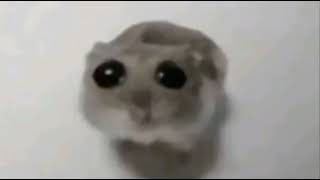 sad hamster meme speed up [upl. by Poppy]