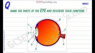 Structure of the Eye and Its Functions [upl. by Atnamas427]