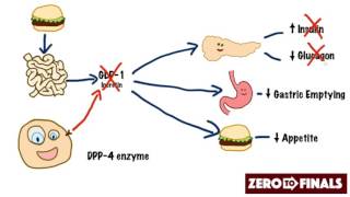 How does sitagliptin work DPP4 inhibitors and GLP1 mimetics [upl. by Avi900]