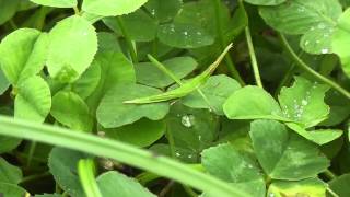 Oriental longheaded locust Acrida cinerea [upl. by Rab]