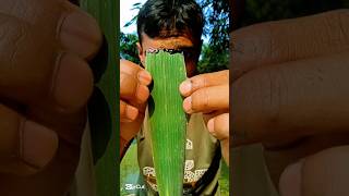 Experiment on tree leaves with pen ink camping bushcraft outdoors survivalbogura experiment [upl. by Fricke]