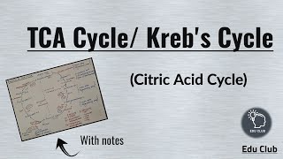 TCA Cycle  Krebs Cycle  Anaplerotic Reactions  Carbohydrate metabolism  Biochemistry [upl. by Debo]