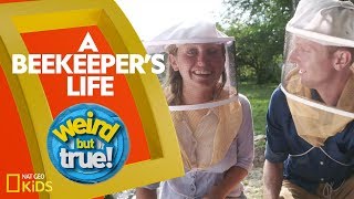 A Beekeepers Life  Weirdest Bestest Truest [upl. by Yltsew]