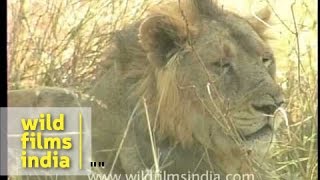 Asiatic Lion in Gir forest of Gujarat [upl. by Cranford]