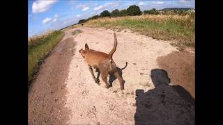 Hunde quotPinscher nimmt Schlammbadquot [upl. by Anastassia]