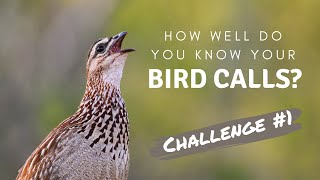 How well do you know your Southern African bird calls  Challenge no1 [upl. by Nylia]