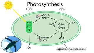 Photosynthesis Fun in the Sun [upl. by Eiro482]