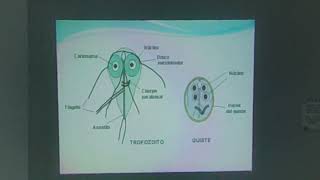 parasitología clase 2 [upl. by Holcman]