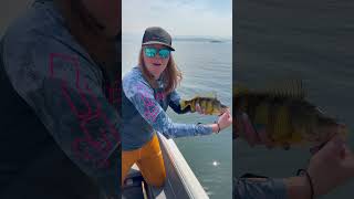 Lake Cascade Idaho perch fishing fishing fishingvideo fish perchfishing perch panfish [upl. by Ferdinanda]