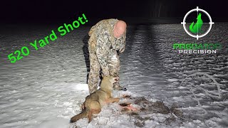 Ohio Coyote Hunting  Long shot on a nuisance coyote problem [upl. by Katalin]