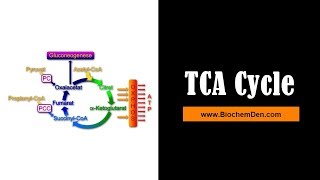 TCA Cycle Krebs cycle animation and Citric acid cycle and its Significance [upl. by Alidia223]