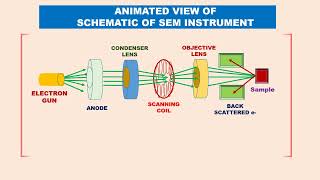 Tamil Animated SCANNING ELECTRON MICROSCOPY SEM PRINCIPLE INSTRUMENT uses 2 TYPES optical microscope [upl. by Benildas]