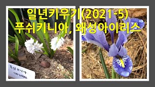 1년 키우기215  푸쉬키니아와 왜성아이리스 This is a picture of the Puschkinia and Iris growing in on year [upl. by Andria]