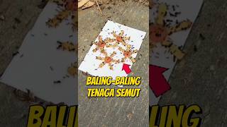 UJI COBA BALINGBALING TENAGA SEMUT 🐜 eksperimen kolonisemut semutkecil semuthitam semutapi [upl. by Eppes]