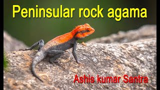 Peninsular rock agama II Wild with Ashis II Ashis Kumar Santra II Baleswar II Panchalingeswar [upl. by Demetrius605]