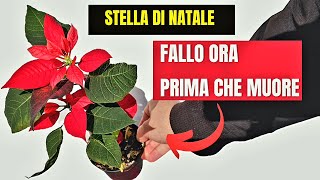 Stella Di Natale O Euphorbia pulcherrima  Cosa Fare Per Non Farla SECCARE [upl. by Auohp871]