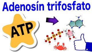 Adenosín trifosfato  ATP  Estructura funciones hidrólisis y ciclo 😸 [upl. by Llain36]