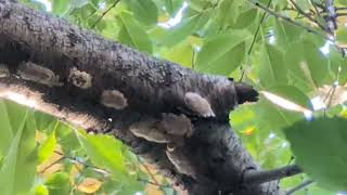 Spotted lanternfly and mosquito integrated pest Management strategies predator habitat and sprays [upl. by Anivid]