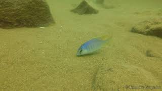 Otopharynx heterodon at Chilungo Bay Chizumulu [upl. by Kenneth]