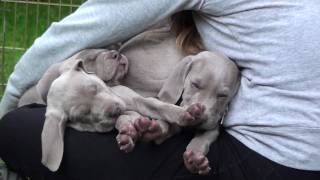 Weimaraner pups  6 weeks  07 [upl. by Uzial]