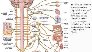 Chapter 14  Autonomic Nervous System  Part 1 [upl. by Doone]