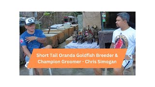 Short Tail Oranda Goldfish Breeder amp Champion Groomer  Chris Simogan [upl. by Arotak466]