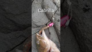 Cabrilla infaltable fishing pesca panama pescando pescadeorilla [upl. by Ruscio]