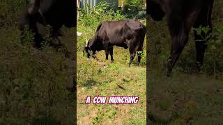 quotGrace Meets Wildnessquot quotNature’s surprise A cow grazes a mongoose glides viralvideo viralshorts [upl. by Ammon43]