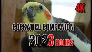 4K Cockatiel Companion 3 Hours of Birds for your Cockatiel [upl. by Nichols]