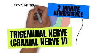 2Minute Neuroscience Trigeminal Nerve Cranial Nerve V [upl. by Young]