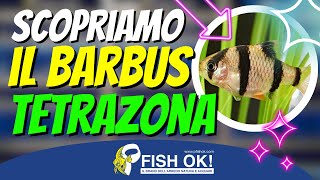 🐟 Il Barbus Tetrazona Scheda e Caratteristiche [upl. by Xaviera]