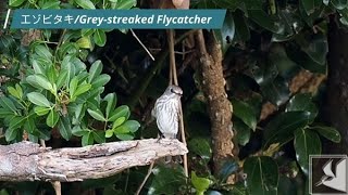 エゾビタキGrey streaked Flycatcher [upl. by Lirbij]