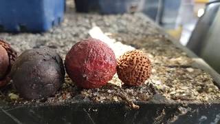 How to Prepare Western Australian Sandalwood Nuts and Quandong Seeds for Planting [upl. by Acilef458]