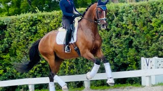 Egg Nog  5yr Rheinlander gelding [upl. by Notsirb952]