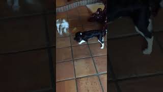 Cavalier King Charles Spaniel Bella and Lady tug of war [upl. by Ankeny]