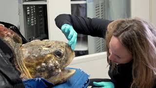 200Pound Sea Turtle Rescued  Kirby the Loggerhead [upl. by Selinski]