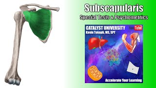 Subscapularis Tears  Special Tests  Rationale amp Interpretation [upl. by Neenwahs]