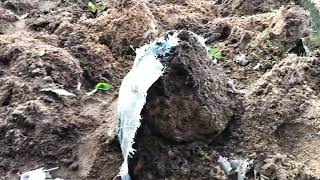 Harvested Yam tubers in sac bags [upl. by Arber]