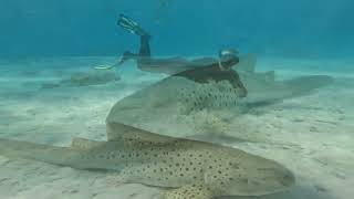 Ningaloo Reef Swim with Whale Sharks 13 July 2024 [upl. by Lovmilla]