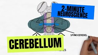 2Minute Neuroscience Cerebellum [upl. by Shulman]