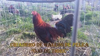 Criadero de Gallos de Pelea quotOjo de Tigrequot Jocotitlán Méx [upl. by Gusta]