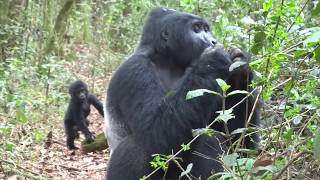 Gorilla Trekking in Ugandas Bwindi Impenetrable Forest [upl. by Nivad]