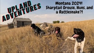 Montana 24 sharptail Grouse Huns and a rattlesnake [upl. by Almeda]