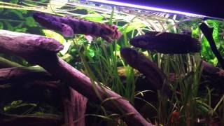 Parachanna africana amp Polypterus endlicherii bagging for food [upl. by Tyrone]