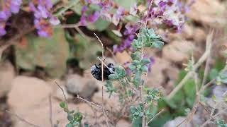 Abeja Antofora majorera Anthophora alluaudi fuerteventurae Lieftinck 1958 [upl. by Siri]