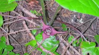 How to Grow Wild Ginger Asarum [upl. by Swartz972]