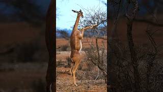 Gerenuk standing on its hind legs to reach leaves from a tree Wincent iScEynature wildlife [upl. by Lyndon435]